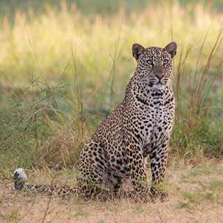 South Luangwa - Leopard